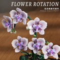 MJI - 13115 - Phalaenopsis - 619 Pieces