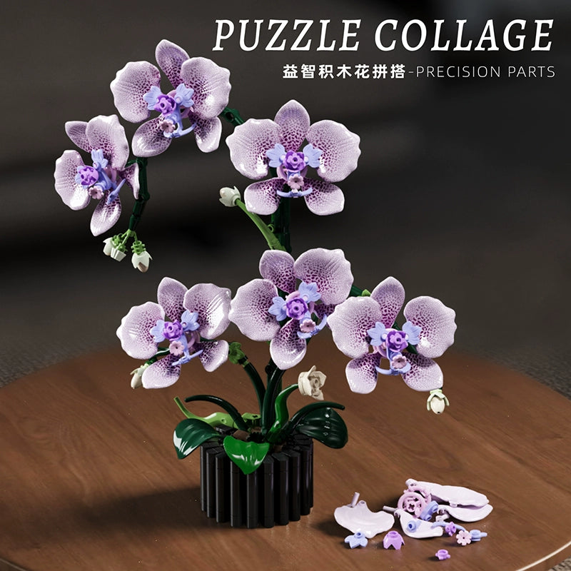 MJI - 13115 - Phalaenopsis - 619 Pieces